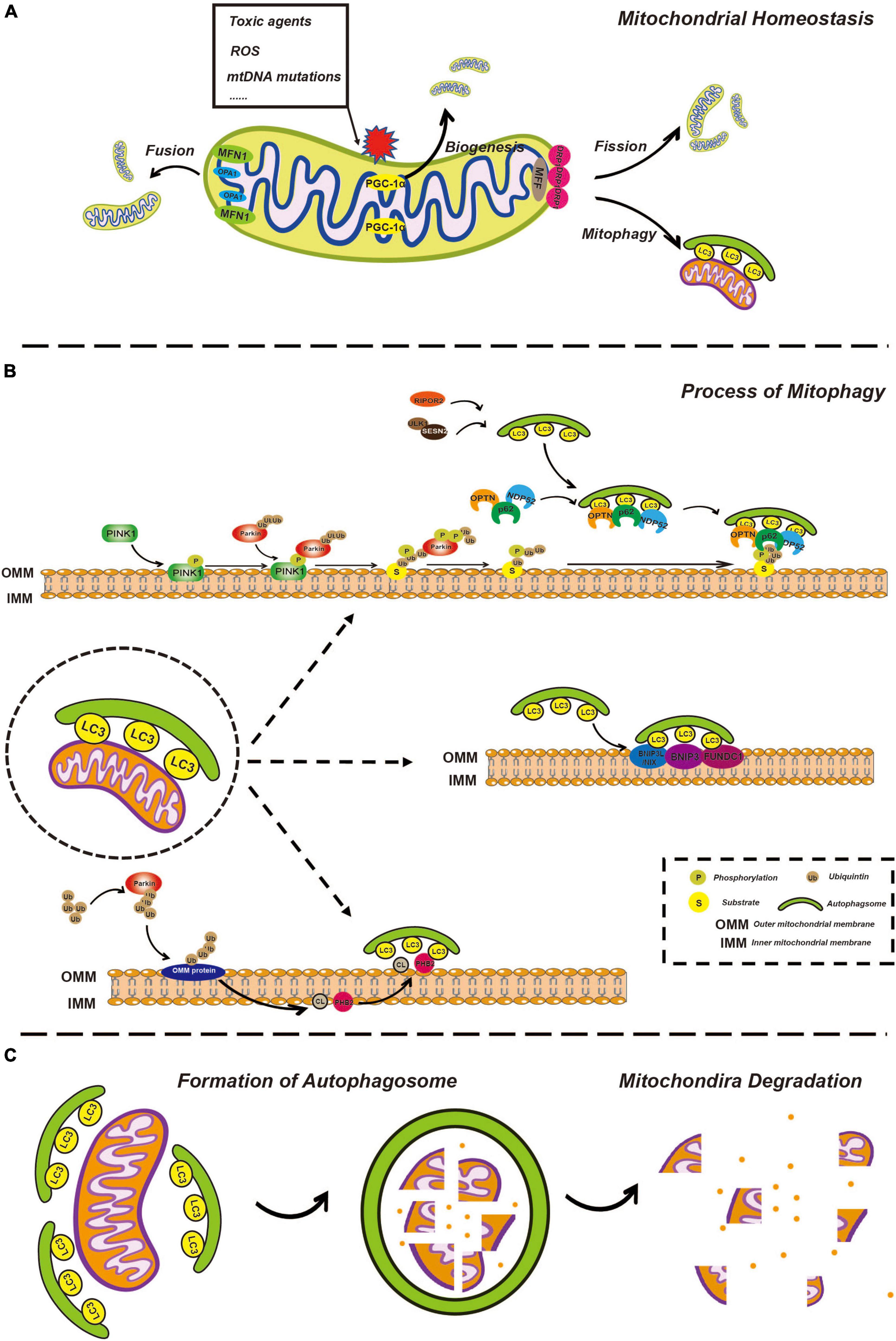 Mitophagy in ototoxicity